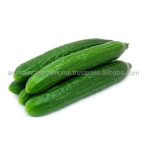 Cucumber Oil From Aromaaz International