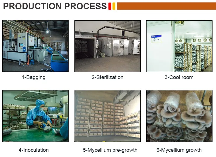 
China Organic oyster mushroom spawns cultivation export price 