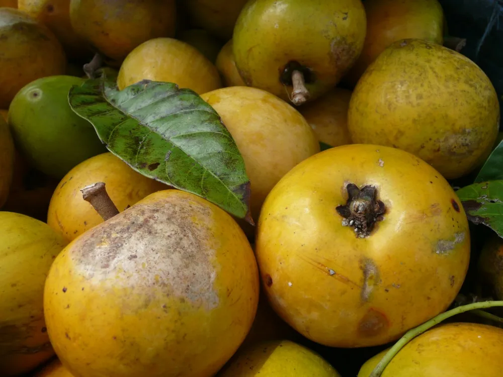 Быстрая доставка, органические фрукты люкума, предложение из Вьетнама/WHATSAPP + 84 845 639639