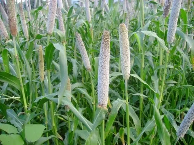 Good Quality Of Bajara Seeds For Zimbabwe