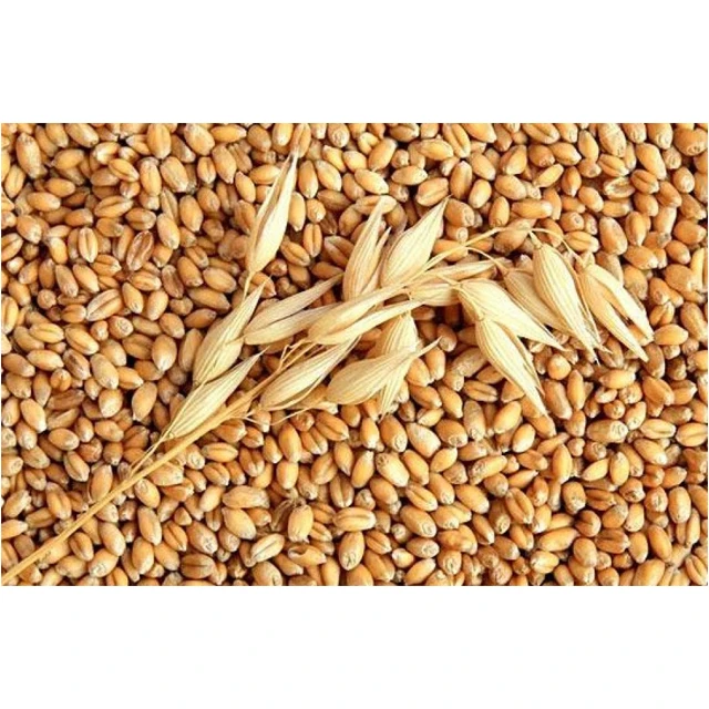 
1st Grade Quality Feed barley For Animal Feed and Human Consumption from Turkey 