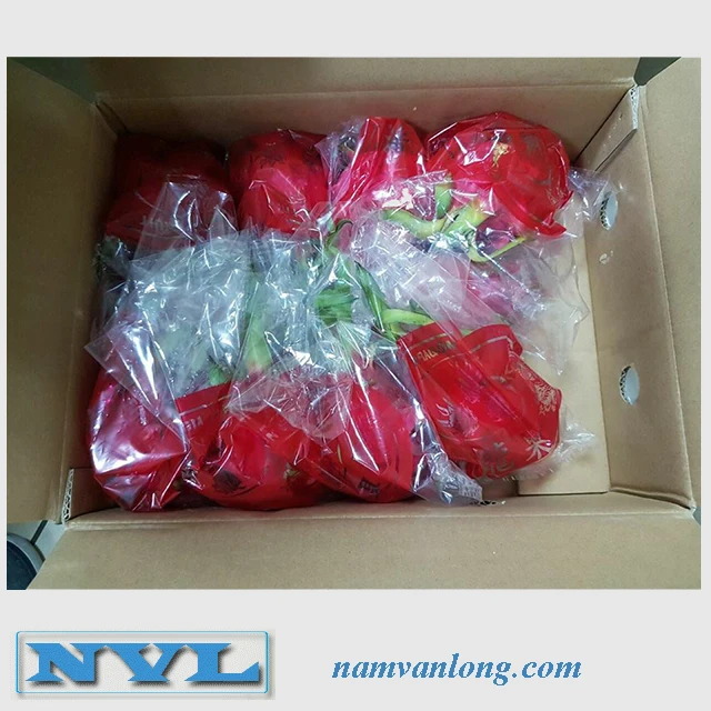 BEST BUY! TASTY FROZEN DRAGON FRUIT FOR SALES ( IQF)