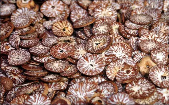 BETEL NUT/ DRIED BETEL NUT/ ARECA NUT FROM LATEST DROP Whatsapp +84 396986490 (MS ANNIE)
