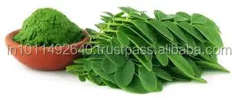 Hot selling Moringa Beverage Nutritional Powdered Moringa Leaf Powder Factory supply Wholesale price Moringa Leaf Extract Powder