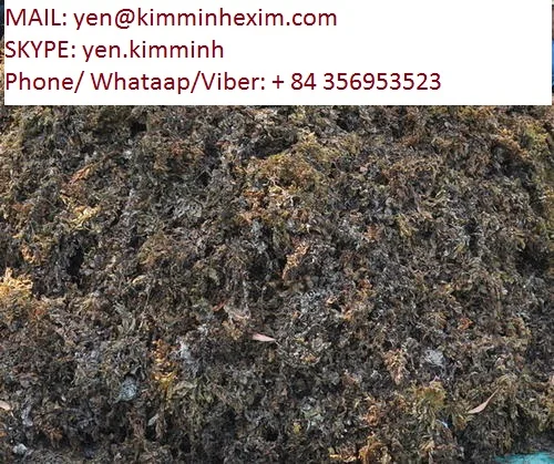 DRIED SARGASSUM SEAWEED FOR ANIMAL FEED