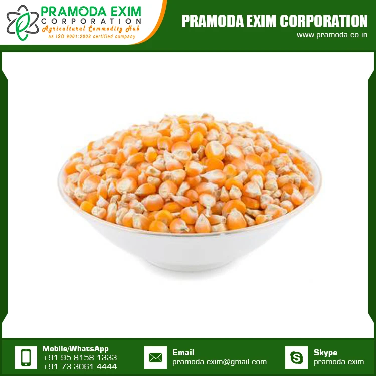 Best Price Dried Yellow Corn Maize Supplier