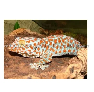 
Hot Gecko in Vietnam . 