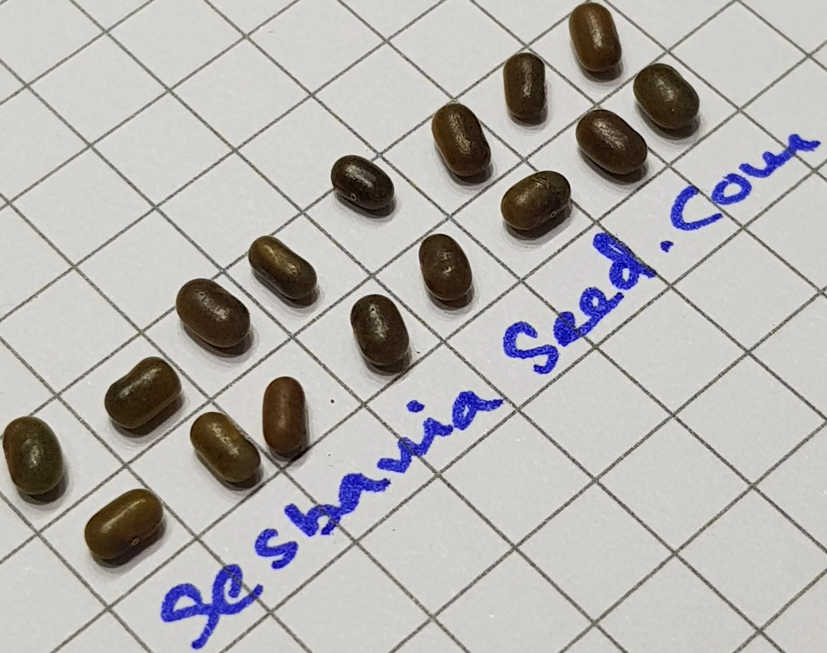 
Sesbani Sesban Seeds 