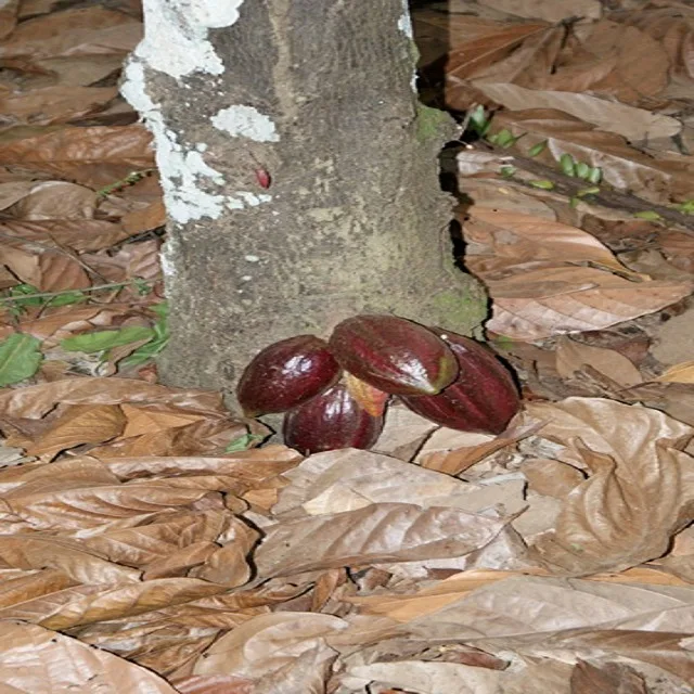 Питательные вещества, способствующие микробу для какао бобов