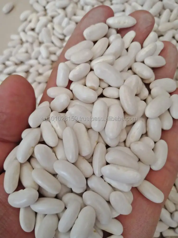 
Egyptian white kidney beans 