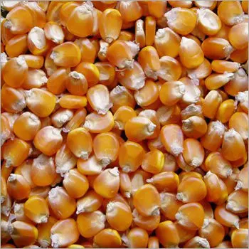 
High quality fresh animal feed yellow maize sweet corn for wholesale 