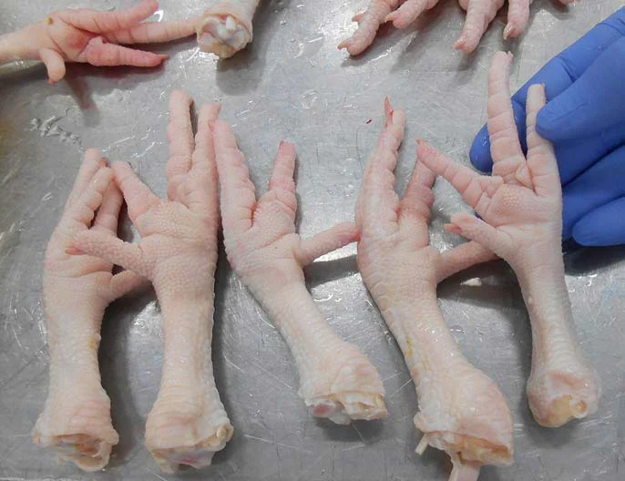Halal  Chicken Feet  Frozen Chicken Paws Thailand/Chickens Wings