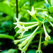 Raat Rani Attar 100% Pure And Organic Perfume Oil at Reasonable Price