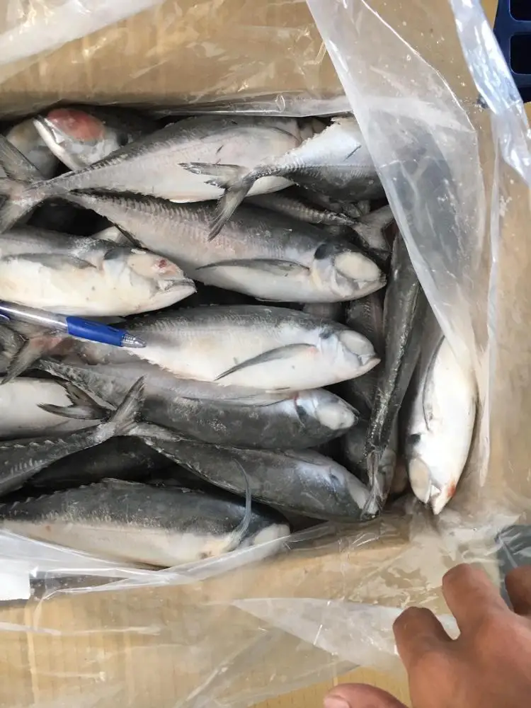 FROZEN HORSE MACKEREL , GRADE 3A,