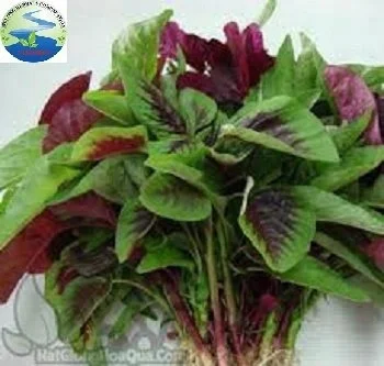 Fresh vegetables/ Red amaranth