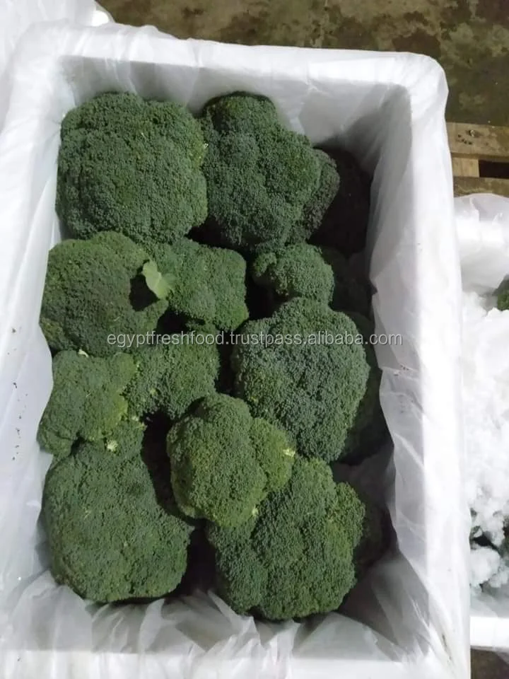 iceberg lettuce fresh crop from Egypt , Fresh/frozen Broccoli for sale and ready to export