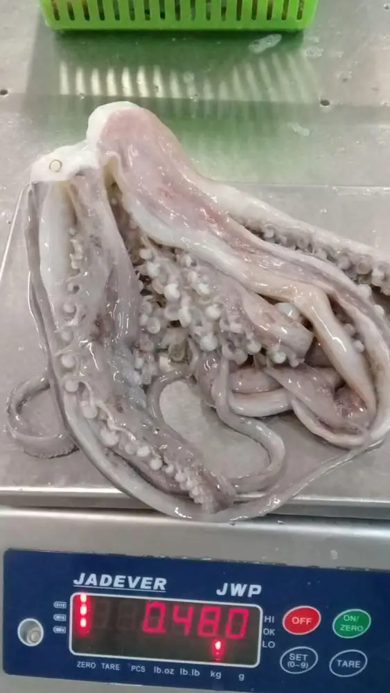 Giant Squid Tentacles with suckers