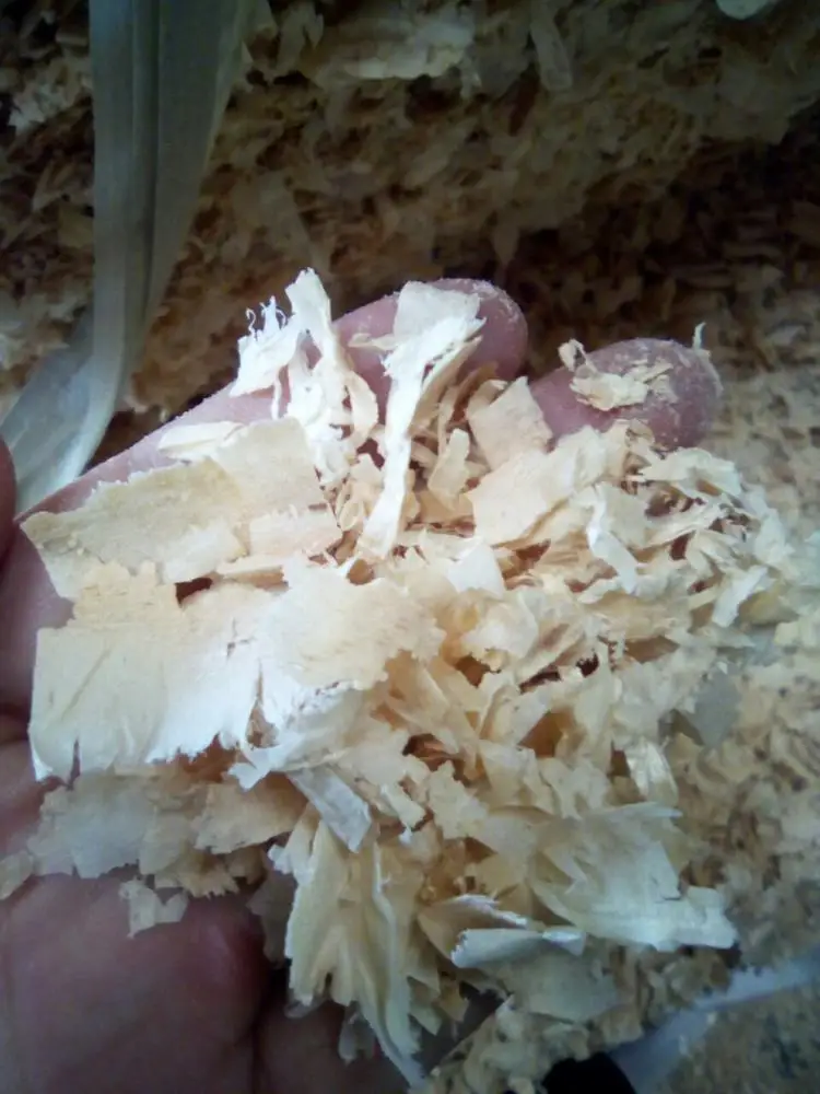 Wood Shavings for Poultry Bedding - Horse