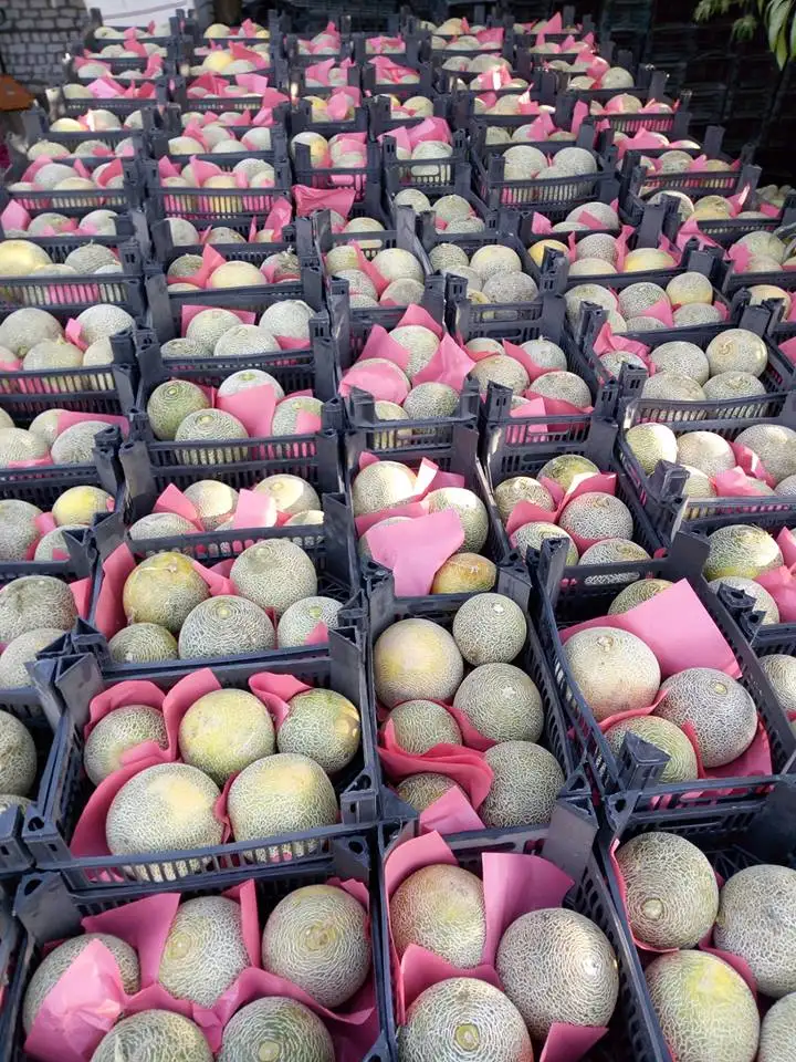 
Fresh Cantaloupe for sale , ready to export from egypt , melon fruit 