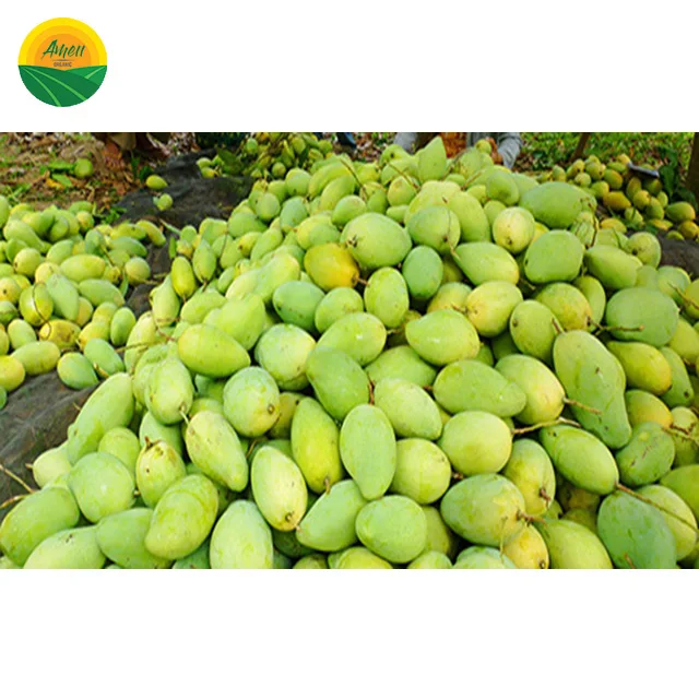 HIGH QUALITY DAI LOAN MANGO FOR EATING