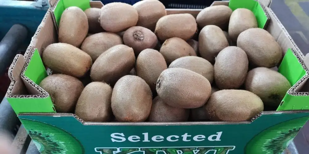 
Fresh Kiwi fruit wholesales / Kiwi Greek origin Grade 1 for export 