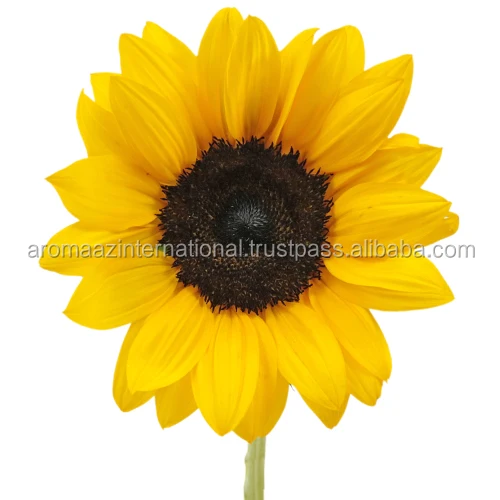 Wholesale Bulk Price 100% Natural Pure Sunflower Carrier Oil Supply with Pimple and acne Fighting Property
