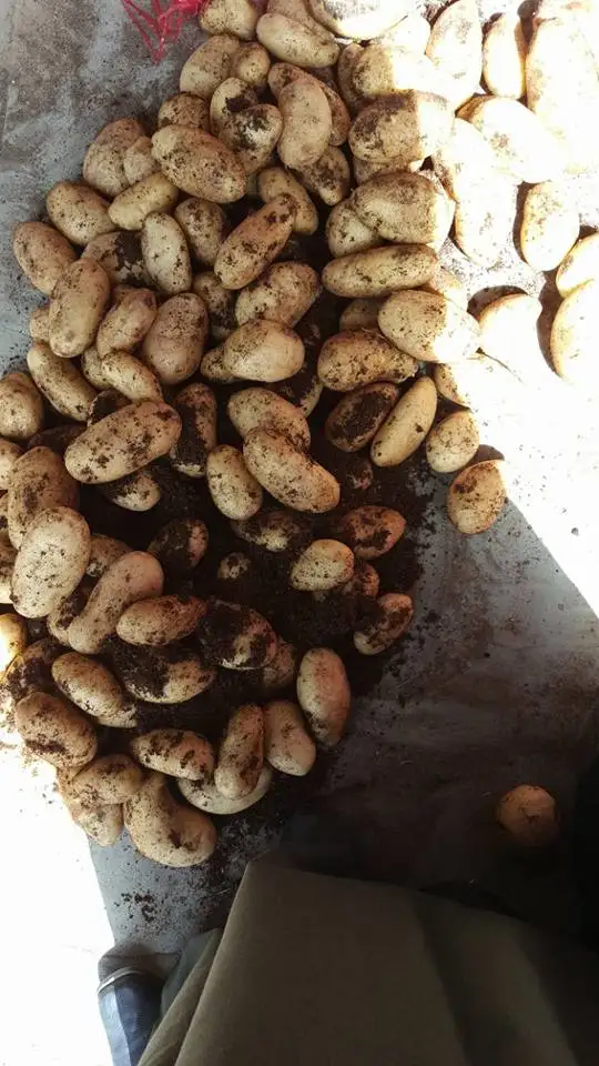 
Fresh Potatoes , Spunta , Rozetta , Kara , Fresh crop for sale 2019 ready to export 