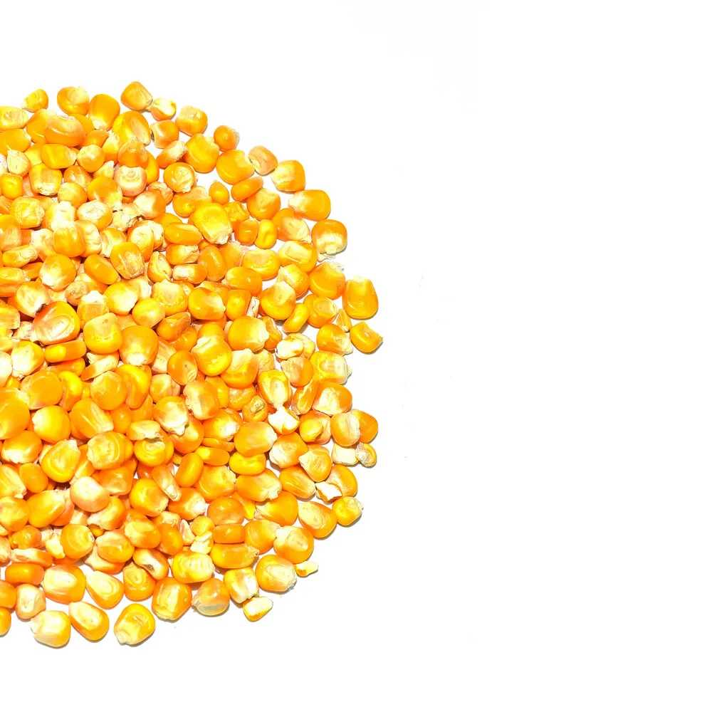 
Yellow Corn Grain 