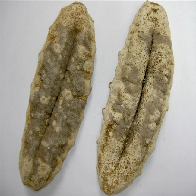 vietnam dried sea cucumber