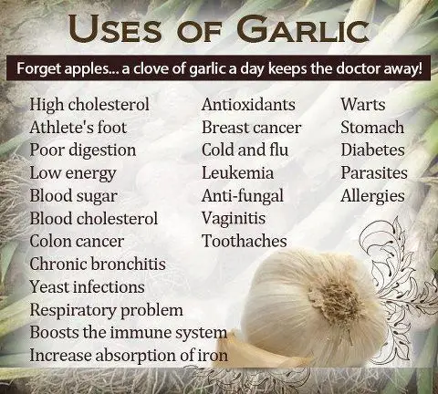 ISO Factory Supply High Standard of 100% Natural Garlic Oil