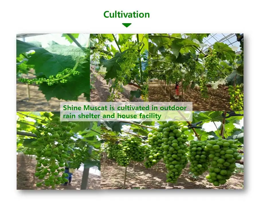 
Korean Premium Shine Muscat Grapes 4kg 