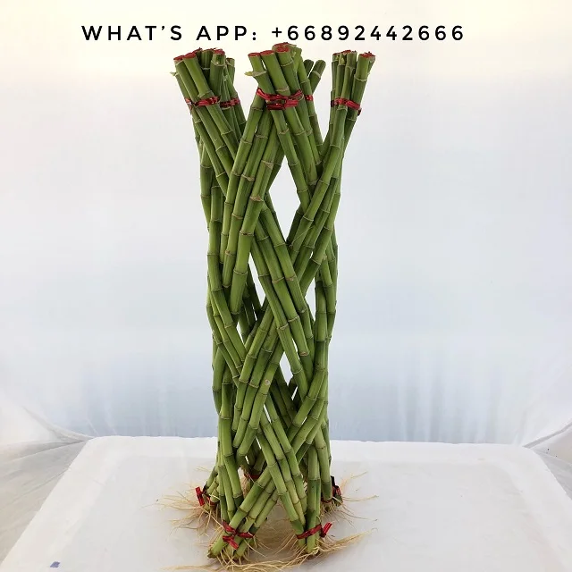 
Thailand Wholesale Fresh Braided Cutting Draceana Lucky bamboo 