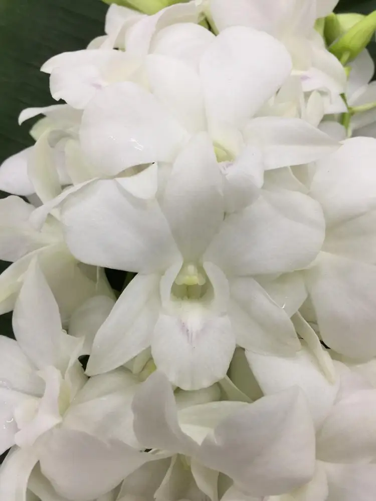  Оптовая продажа свежих больших белых тайских цветов орхидеи дендробиума Премиум качество по лучшей цене попробуйте нас!