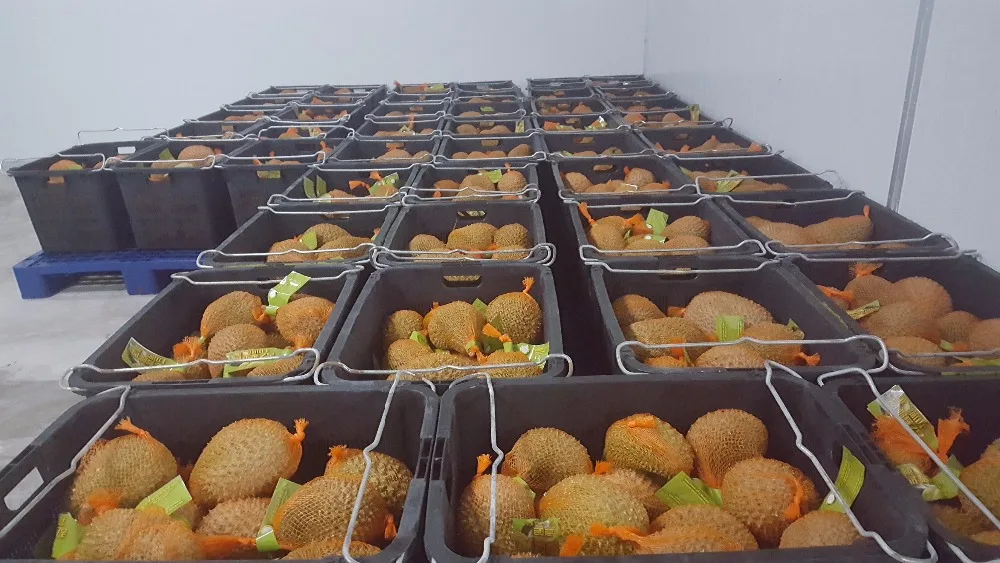 
Wholesale Malaysia Premium Whole FROZEN MUSANG KING Durian d197 