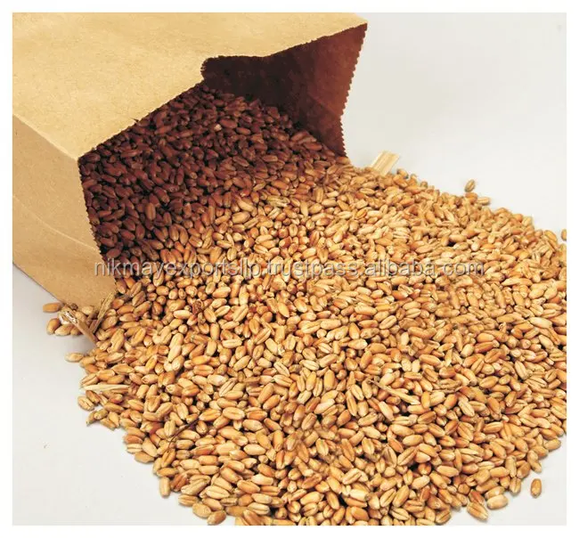 
GOLDEN WHEAT GRAINS ORIGIN INDIA FROM NIK-MAY EXPORTS 