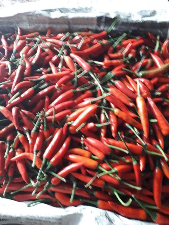 Wholesale Hot Pepper Frozen Red Chilli