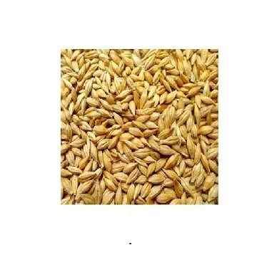 
1st Grade Quality Feed barley For Animal Feed and Human Consumption from Turkey 