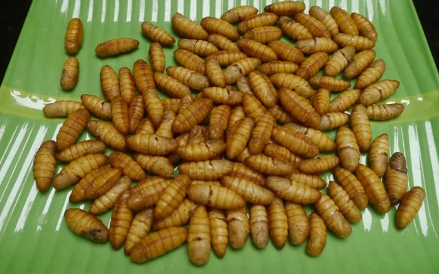 SILK WORM FOR FOOD/ COCOON SILK WORM FOR HUMAN CONSUMSION