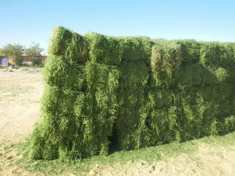 Alfalfa Hay , High quality , fresh crop