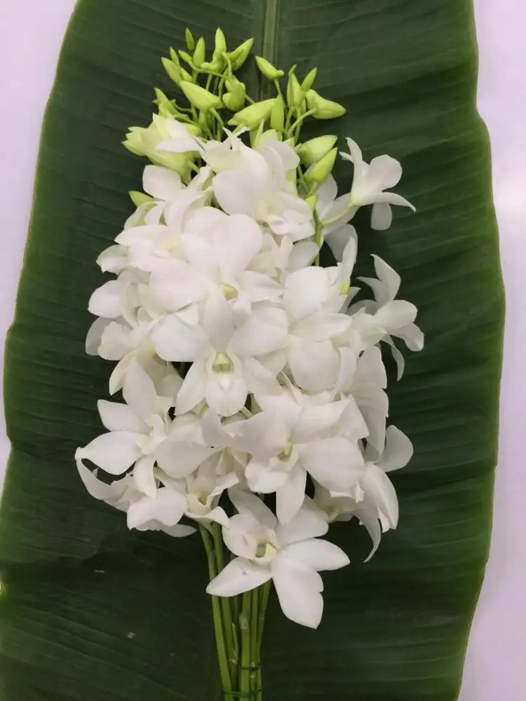  Оптовая продажа свежих больших белых тайских цветов орхидеи дендробиума Премиум качество по лучшей цене попробуйте нас!