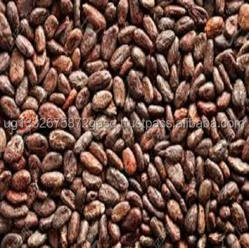 Cocoa Beans READY FOR