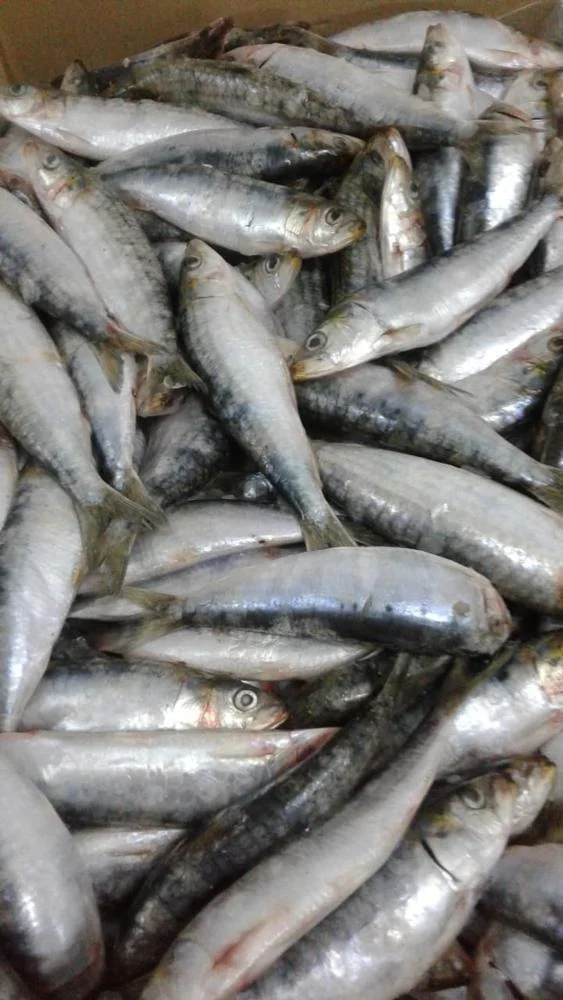 Olig European Pilchard Whole sardine brands from Morocco for sale