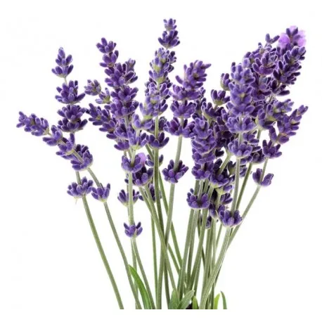 wholesale lavender hydrosol OEM Export for skin care in Bulk Quantity | Lavender Hydrosol Bulk Exporter