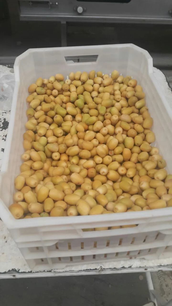 
Seasons/Availability of brahi dates is in Summer season 