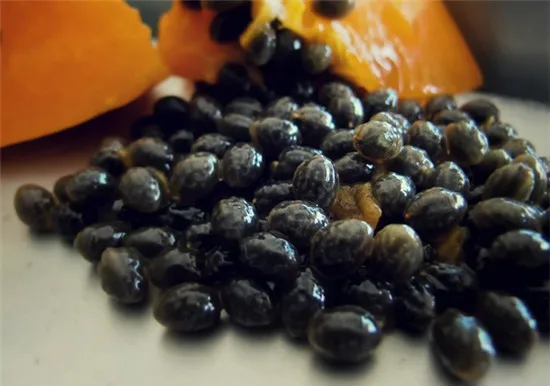 
Organic dried black papaya seeds/Black pawpaw seeds with many health benefits 