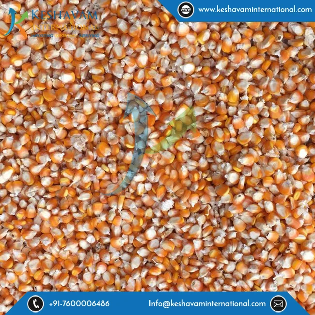 
Widely Exported From India Yellow Corn Maize Bulk Product 