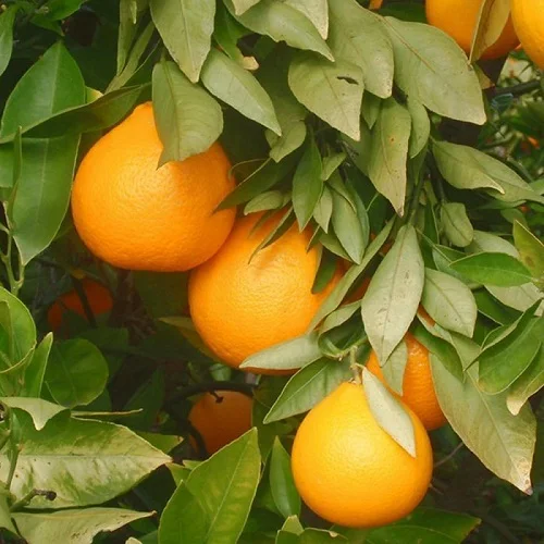 Свежий Оранжевый валанция на продажу