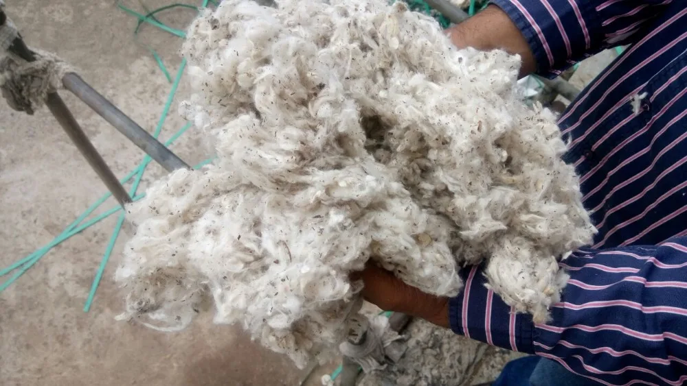 
CLEAN COTTON CARD WASTE 