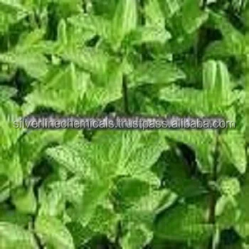 TOP QUALITY PEPPERMINT OIL NATURAL