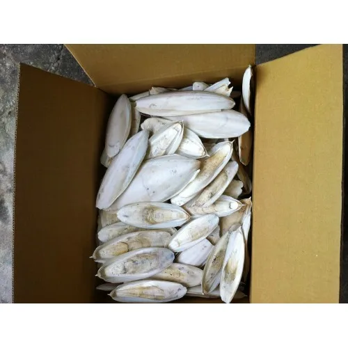 
Hot sale dried cuttlefish bone/ cuttlefish from factory( MS.HOLIDAY Whatsapp +84-845-639-639 ) 